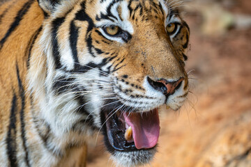 A close-up portrait of a Bengal tiger