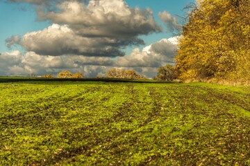 autumn clouds over a harvested green field with a yellowed forest belt on a sunny day in late October