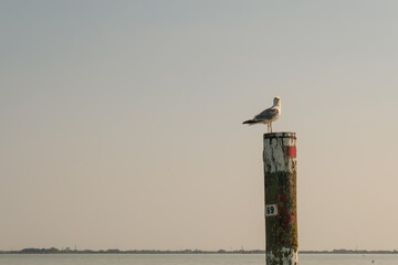 Seagull resting on wooden navigation pole at sunset over calm coastal lagoon