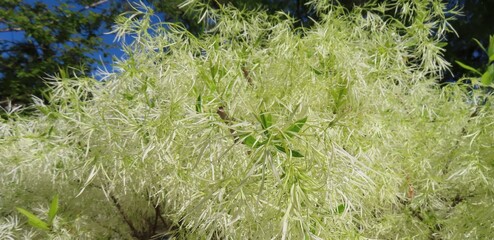Fringe tree (Chionanthus virginicus) in Florida nature
