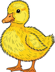 Cute yellow duckling illustration, fluffy baby bird, farm animal, spring nature, adorable vector drawing, childhood graphic, poultry, isolated, sweet, easter symbol.