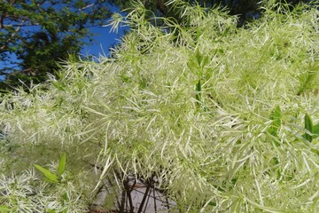 Fringe tree (Chionanthus virginicus) in Florida nature