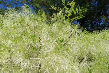 Fringe tree (Chionanthus virginicus) in Florida nature
