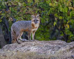 A Gray Fox posing on a rock.