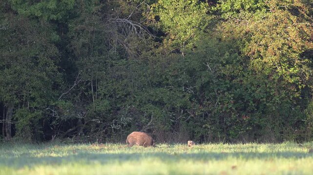 Female wild boar foraging in a plain with her striped piglet in a plain at the edge of a forest at sunrise. Sus scrofa, Sologne, Loiret 45, r&eacute;gion Centre Val de Loire, France, European Union, Europe