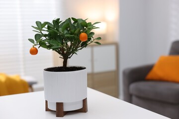 Potted tangerine tree on white table indoors, space for text