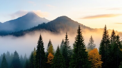 Mysterious morning fog envelops the Bavarian forest in Pupplinger Au