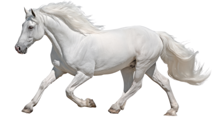 Majestic white Andalusian horse standing gracefully elegant purebred equestrian beauty in motion isolated on white background
