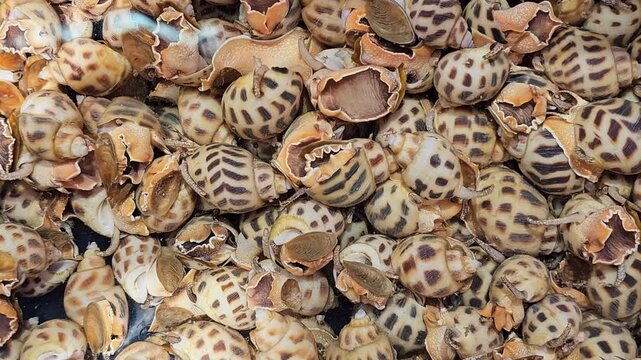 Fresh sea snails with striped shells at seafood market. Live marine mollusks displayed for sale. Close-up overhead view of edible shellfish with distinctive brown and cream pattern on shells.