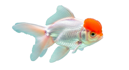 Isolated goldfish with orange cap swimming in a plain environment on transparent background
