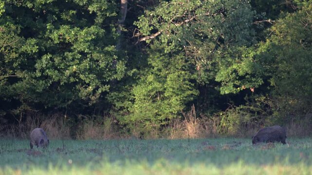 Females wild boars foraging in a plain with one striped piglet at the edge of a forest at sunrise. Sus scrofa, Sologne, Loiret 45, r&eacute;gion Centre Val de Loire, France, European Union, Europe