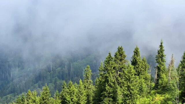 The plateau is covered with clouds that move over the mountain valley. The movement of the fog creeping over the hills at dawn. Mountains and fog on the Pokut plateau in the highlands of the Black Sea