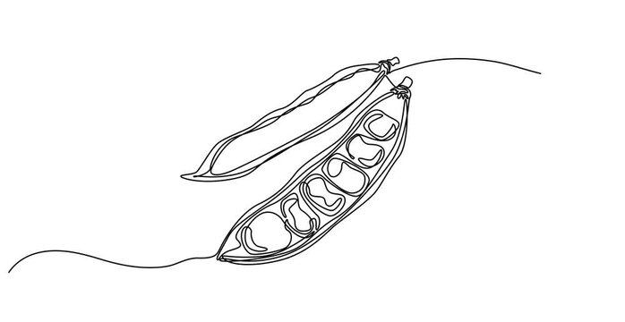 Animated self drawing of   Fava beans continuous one line art drawing organic fava beans, pro vector illustration isolated on white background. beans vector pattern for vegan,