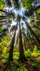 Looking up at tall trees with sunlight filtering down