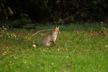 volpe selvatica, seduta su un prato, di giorno, in autunno