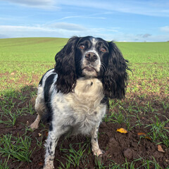 Spinger Spaniel in a field, North Yorkshire, England, United Kingdom