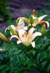 A bush of white speckled oriental tiger lilies in the garden.