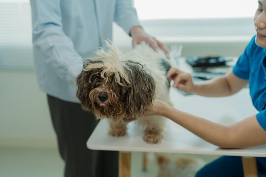A young Asian female veterinarian wearing a medical gown consults with a dog owner after examining a chihuahua at a clinic.