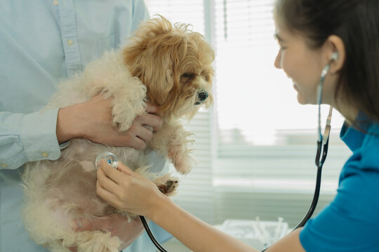 A young Asian female veterinarian wearing a medical gown consults with a dog owner after examining a chihuahua at a clinic.