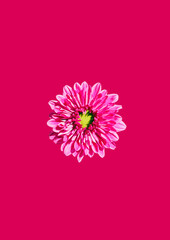 Pink Daisy on vivid pink background