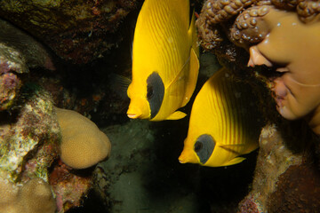 A pair of yellow blue cheek butterflyfish, Chaetodon semilarvatus, at a tropical reef in the Red Sea. Picture from Makadi Bay, Egypt