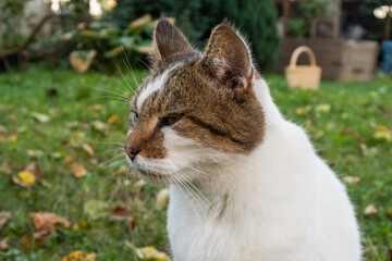 Person Petting a Friendly Cat Outdoors in Autumn Garden