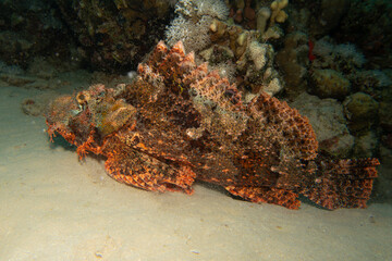 A tasseled scorpionfish, Scorpaenopsis oxycephala, a type of marine fish known for its camouflage and venomous spines.