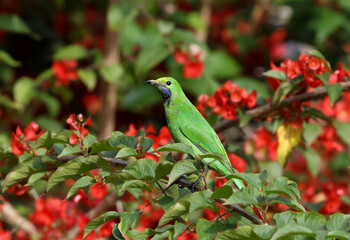 Golden-fronted leafbird (Chloropsis Aurifrons) perched on a flowering tree