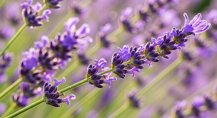 Close up of a blooming lavender plant with soft focus background.