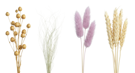 Elegant display showcasing an array of dried botanical elements on transparent canvas, isolated