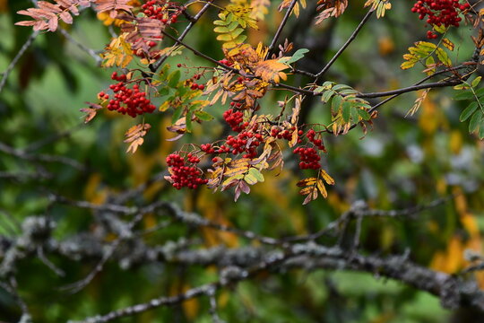 Bayas y hojas de serbal de cazadores, Ancares leoneses