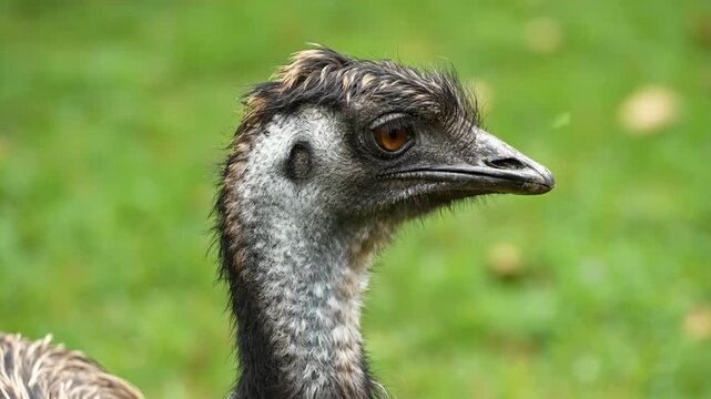Close-up portrait of an emu against a blurred green background.