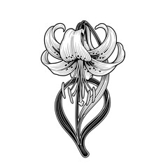 Elegant Monochrome Lily Bloom with Detailed Petals and Stems in Vintage Botanical Engraving Style