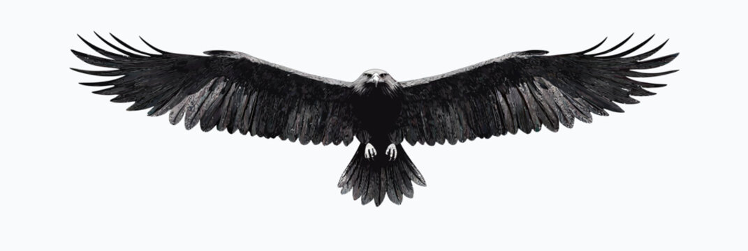Majestic black eagle soaring with wings fully outstretched isolated on white background minimalist vector flat design detailed feathers spread wide flying bird of prey front view
