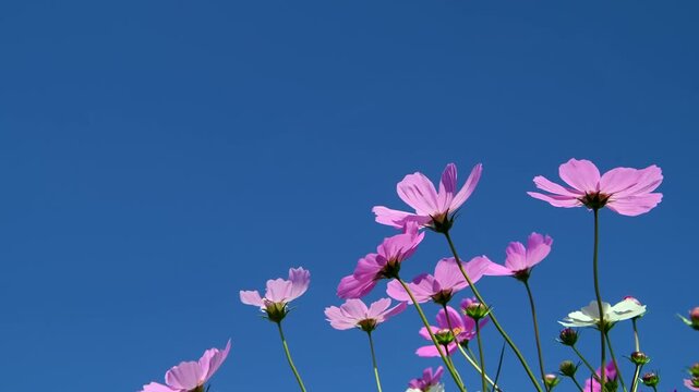 vertical videoCosmos flowers in full bloom swaying in the wind against the blue sky. 