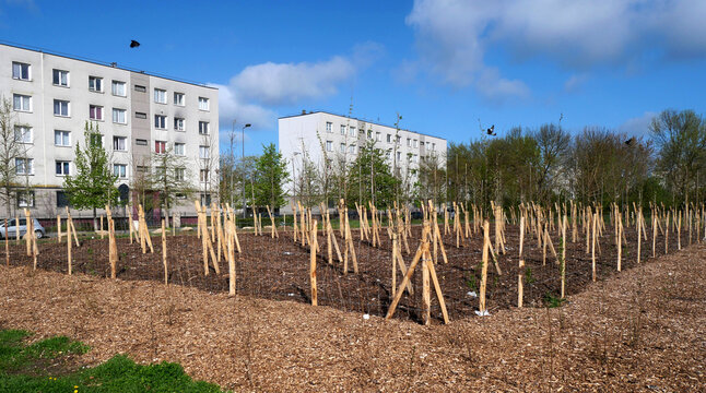 reforestation en ville, cr&eacute;ation d'espaces verts sous forme de bois devant des immeubles