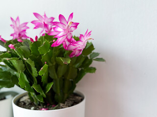 Beautiful blooming Christmas thanksgiving cacti houseplant with vibrant pink flowers in flower pot isolated on white background