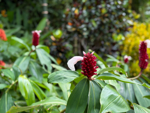 Blooming Costus speciosus Spiked Spiral Ginger close up growing in tropical jungles