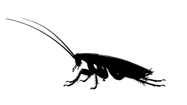 Single black cockroach silhouette isolated on white background