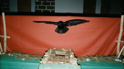 Dark Chirstmas A crow in flight against a red backdrop with wooden debris below.