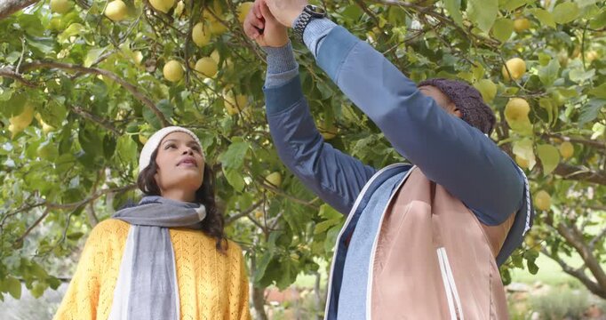 Upon spotting pears Diverse couple watching man clipping pear and offering it to woman in orchard