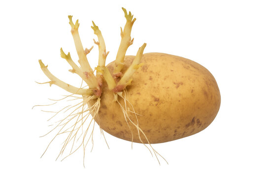 Potato tuber sprouting roots and chits, illustrating germination and new plant growth on a transparent background