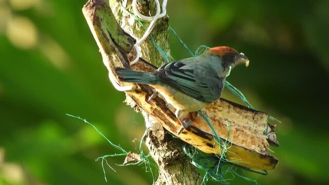 Close-up Video of Tanager Bird Feeding on Banana