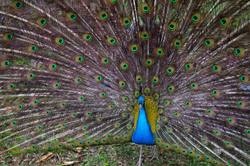 Majestic Peacock Displaying His Iridescent Tail Feathers with Brilliant Ocelli