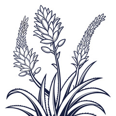 bromeliads australia with leaves