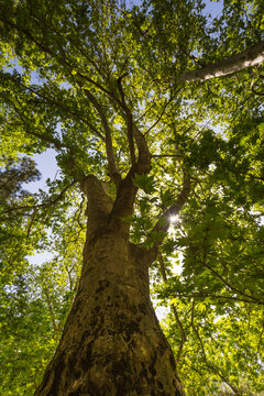 The grove of plane trees
