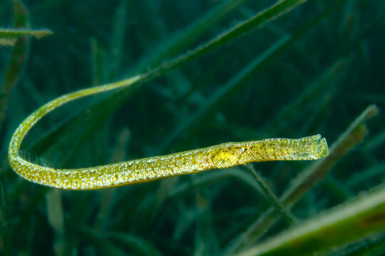 Seagrass Sentinel &ndash; Syngnathus typhle rondeleti Hidden in Mediterranean Blades