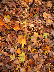 Autumn Leaves