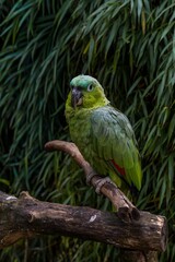 colorful parakeet perched peacefully on branch within dense green and red leaf environment