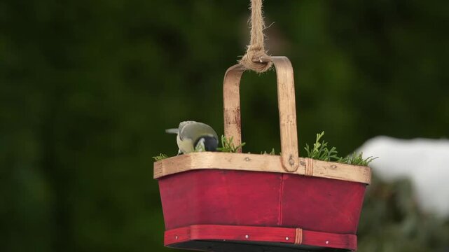 a great tit, parus major, perched on a decorative bird feeder and eating seeds